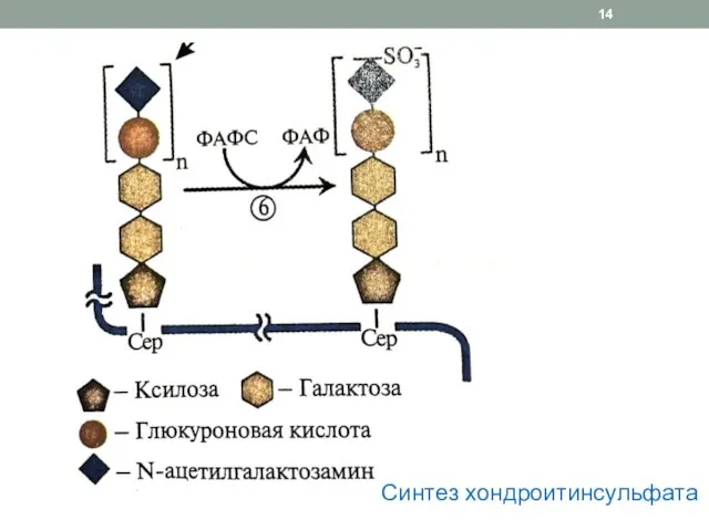 Синтез хондроитинсульфата