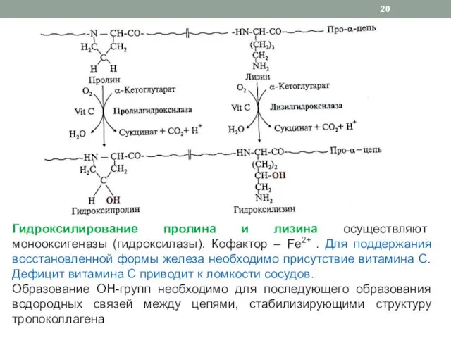 Гидроксилирование пролина и лизина осуществляют монооксигеназы (гидроксилазы). Кофактор – Fe2+