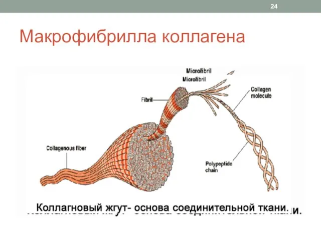 Макрофибрилла коллагена