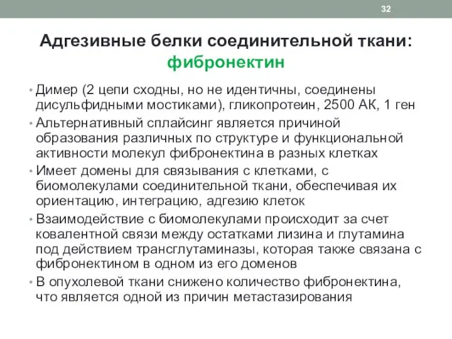 Адгезивные белки соединительной ткани: фибронектин Димер (2 цепи сходны, но