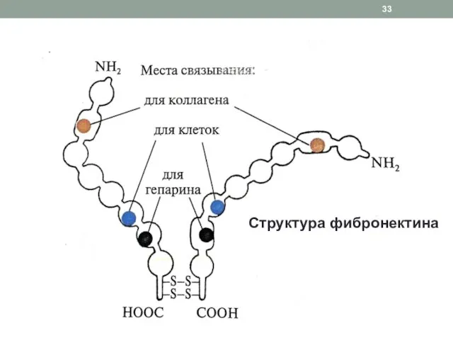 Структура фибронектина