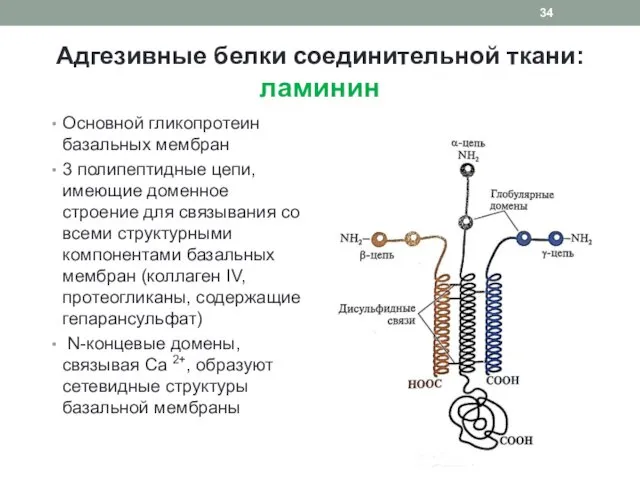 Адгезивные белки соединительной ткани: ламинин Основной гликопротеин базальных мембран 3