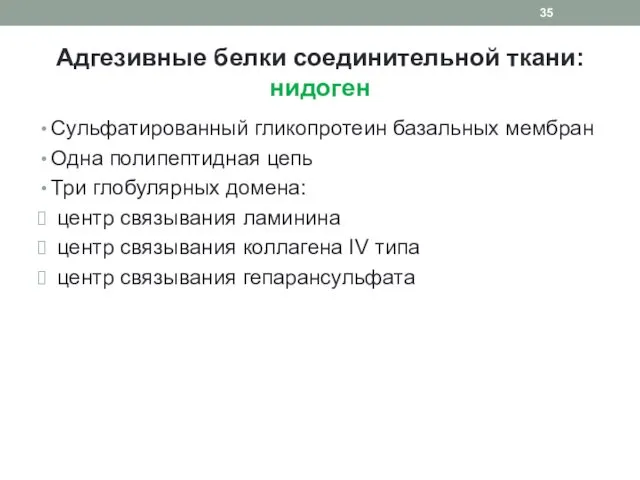 Адгезивные белки соединительной ткани: нидоген Сульфатированный гликопротеин базальных мембран Одна