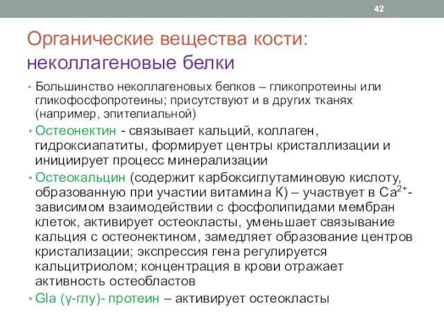 Органические вещества кости: неколлагеновые белки Большинство неколлагеновых белков – гликопротеины