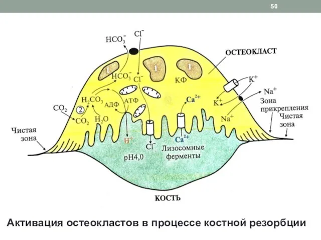 Активация остеокластов в процессе костной резорбции