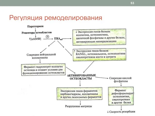 Регуляция ремоделирования