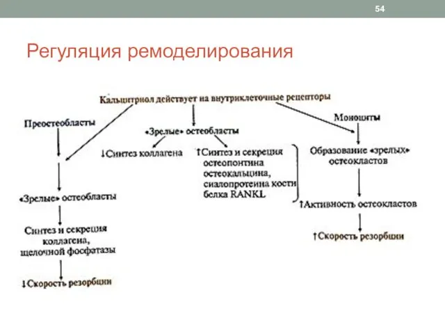 Регуляция ремоделирования