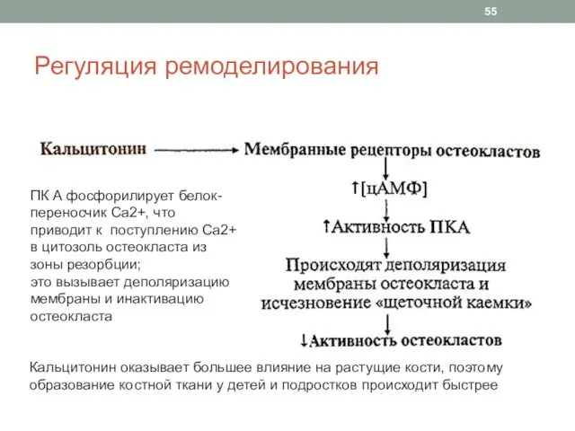 Регуляция ремоделирования ПК А фосфорилирует белок-переносчик Са2+, что приводит к