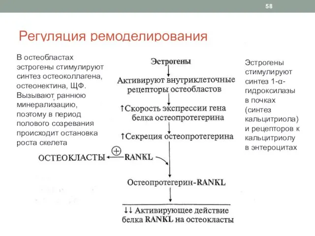 Регуляция ремоделирования В остеобластах эстрогены стимулируют синтез остеоколлагена, остеонектина, ЩФ.