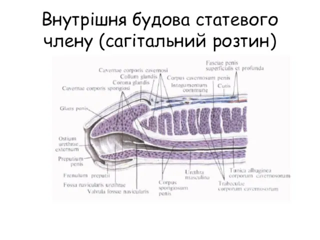 Внутрішня будова статевого члену (сагітальний розтин)