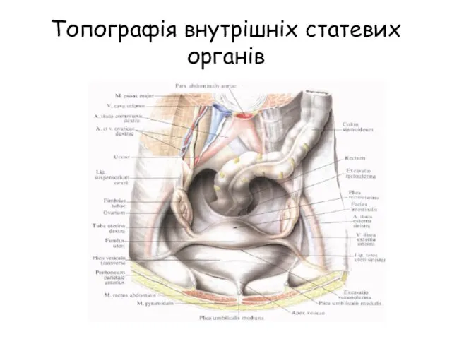 Топографія внутрішніх статевих органів