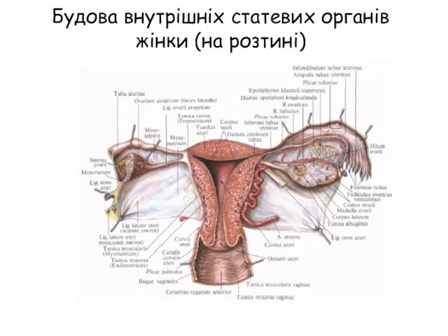 Будова внутрішніх статевих органів жінки (на розтині)