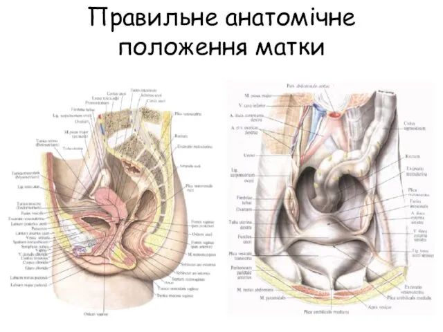 Правильне анатомічне положення матки