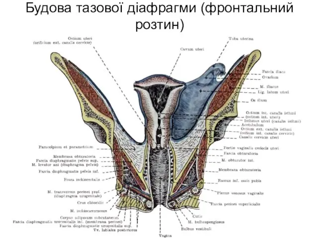 Будова тазової діафрагми (фронтальний розтин)