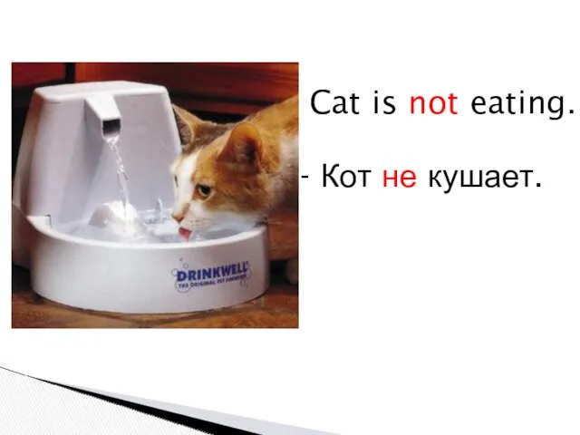 Cat is not eating. - Кот не кушает.