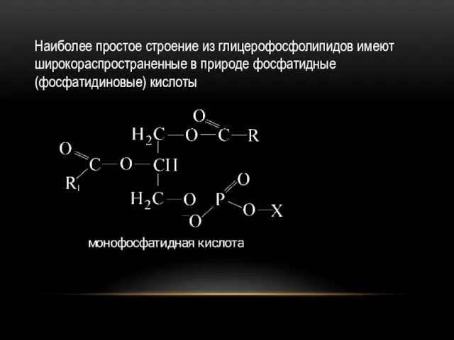 Наиболее простое строение из глицерофосфолипидов имеют широкораспространенные в природе фосфатидные (фосфатидиновые) кислоты