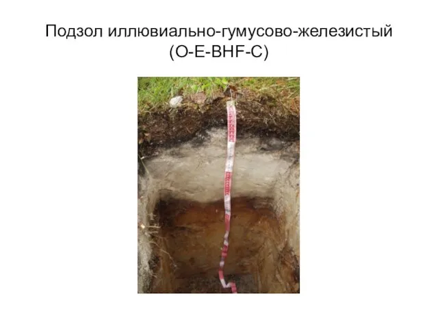 Подзол иллювиально-гумусово-железистый (O-E-BHF-C)