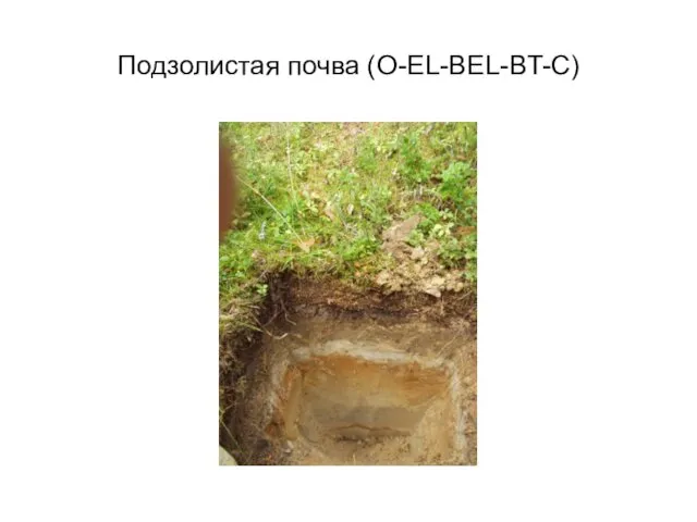 Подзолистая почва (O-EL-BEL-BT-C)