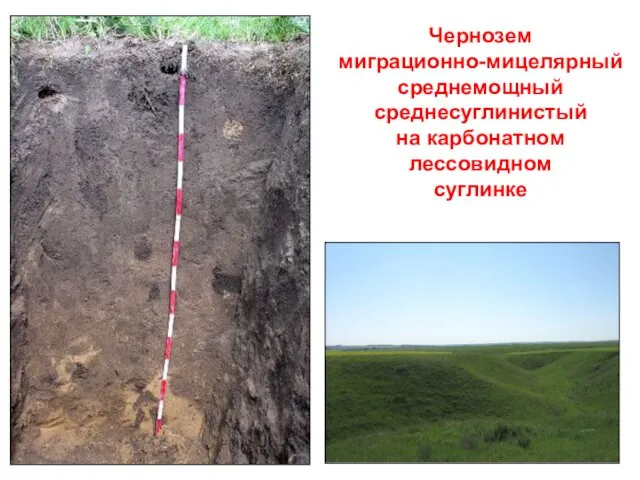 Чернозем миграционно-мицелярный среднемощный среднесуглинистый на карбонатном лессовидном суглинке