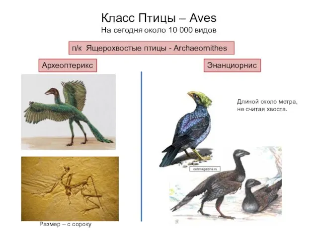 Класс Птицы – Aves На сегодня около 10 000 видов