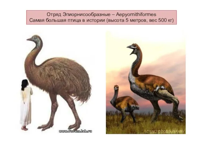 Отряд Эпиорнисообразные – Aepyornithiformes Самая большая птица в истории (высота 5 метров, вес 500 кг)