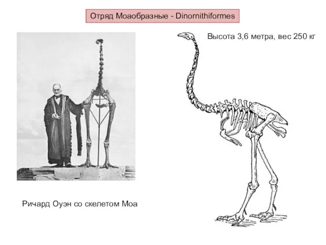 Отряд Моаобразные - Dinornithiformes Ричард Оуэн со скелетом Моа Высота 3,6 метра, вес 250 кг