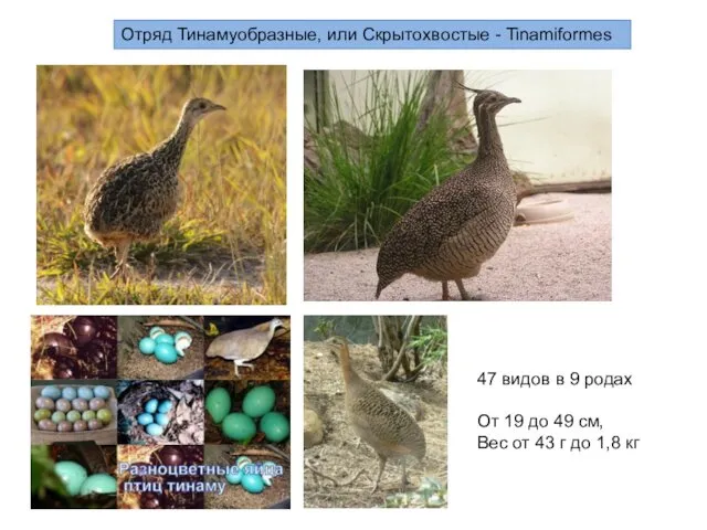 Отряд Тинамуобразные, или Скрытохвостые - Tinamiformes 47 видов в 9