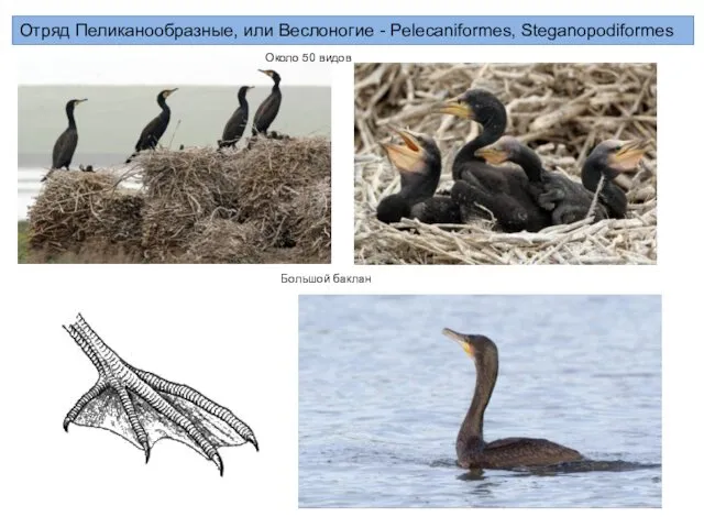 Отряд Пеликанообразные, или Веслоногие - Pelecaniformes, Steganopodiformes Около 50 видов Большой баклан
