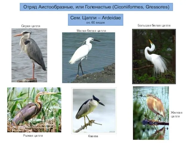 Отряд Аистообразные, или Голенастые (Ciconiiformes, Gressores) Сем. Цапли – Ardeidae