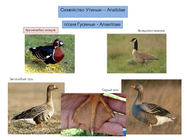 Семейство Утиные – Anatidae п/сем Гусиные - Anserinae Серый гусь Канадская казарка Краснозобая казарка Белолобый гусь