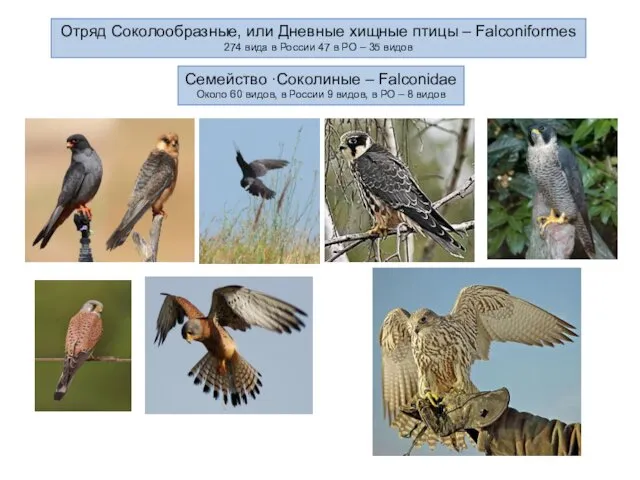 Отряд Соколообразные, или Дневные хищные птицы – Falconiformes 274 вида