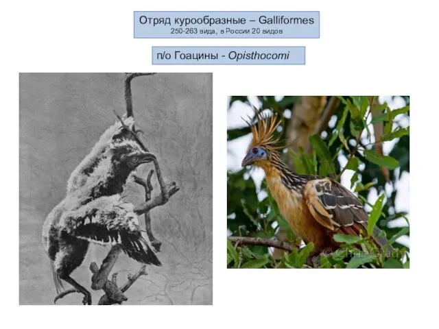 Отряд курообразные – Galliformes 250-263 вида, в России 20 видов п/о Гоацины - Opisthocomi