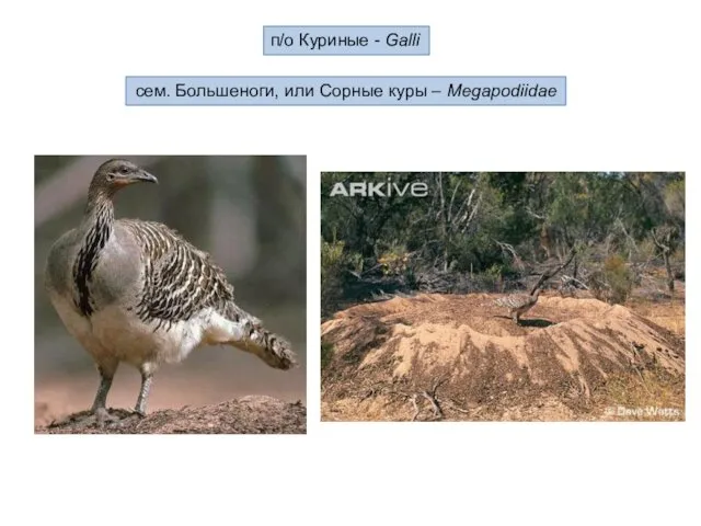 п/о Куриные - Galli сем. Большеноги, или Сорные куры – Megapodiidae