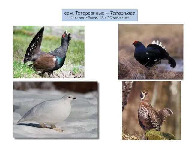 сем. Тетеревиные – Tetraonidae 17 видов, в России 12, в РО сейчас нет