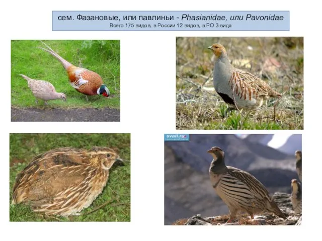 сем. Фазановые, или павлиньи - Phasianidae, или Pavonidae Всего 175