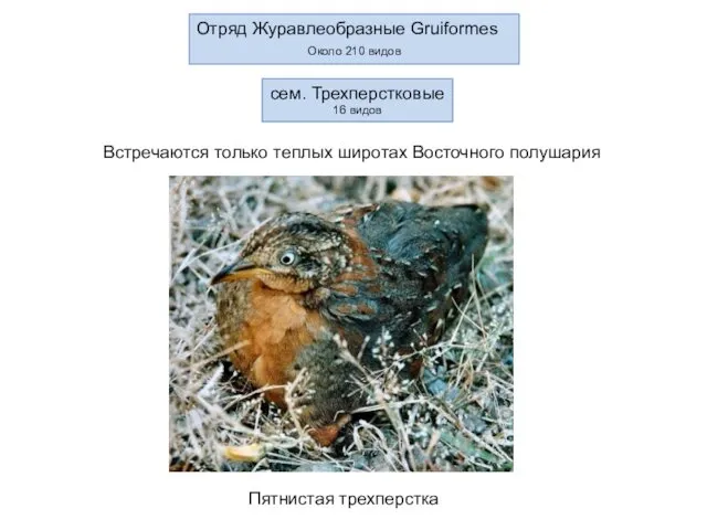 Отряд Журавлеобразные Gruiformes Около 210 видов сем. Трехперстковые 16 видов