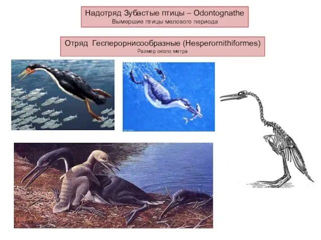 Надотряд Зубастые птицы – Odontognathe Вымершие птицы мелового периода Отряд Гесперорнисообразные (Hesperornithiformes) Размер около метра