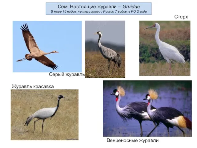 Сем. Настоящие журавли – Gruidae В мире 15 видов, на