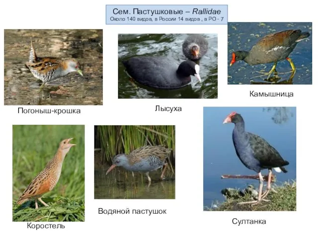 Сем. Пастушковые – Rallidae Около 140 видов, в России 14