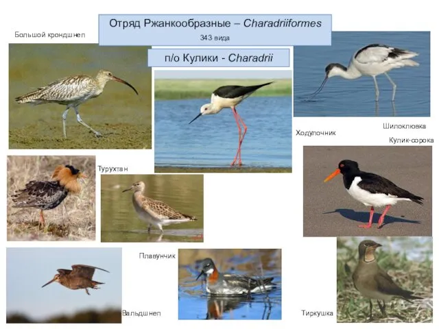 Отряд Ржанкообразные – Charadriiformes 343 вида п/о Кулики - Charadrii