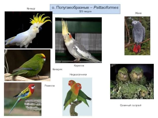 о. Попугаеобразные – Psittaciformes 325 видов Какаду Жако Корелла Какарик Розелла Неразлучники Совиный попугай