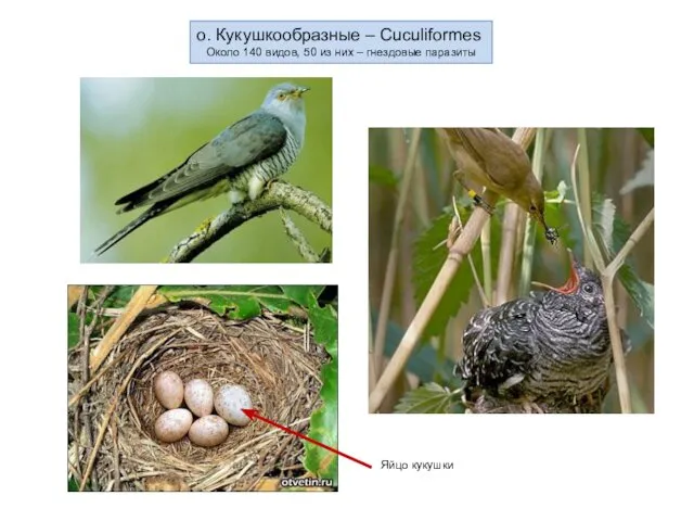 о. Кукушкообразные – Cuculiformes Около 140 видов, 50 из них – гнездовые паразиты Яйцо кукушки