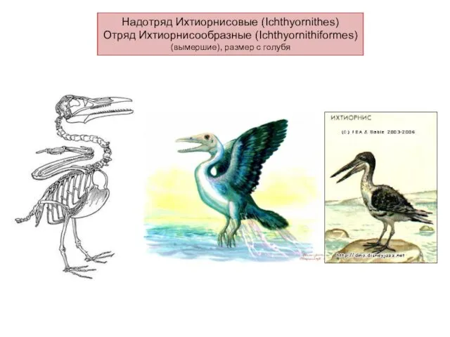 Надотряд Ихтиорнисовые (Ichthyornithes) Отряд Ихтиорнисообразные (Ichthyornithiformes) (вымершие), размер с голубя