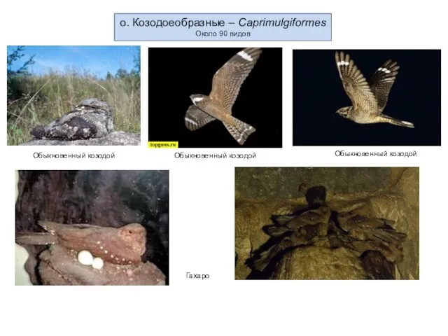 о. Козодоеобразные – Caprimulgiformes Около 90 видов Обыкновенный козодой Обыкновенный козодой Обыкновенный козодой Гахаро