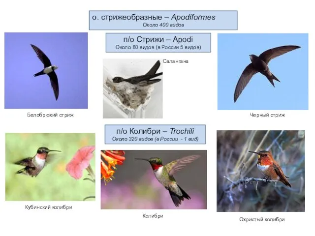 о. стрижеобразные – Apodiformes Около 400 видов п/о Стрижи –