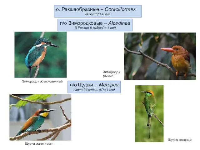 о. Ракшеобразные – Coraciiformes около 270 видов п/о Зимородковые –