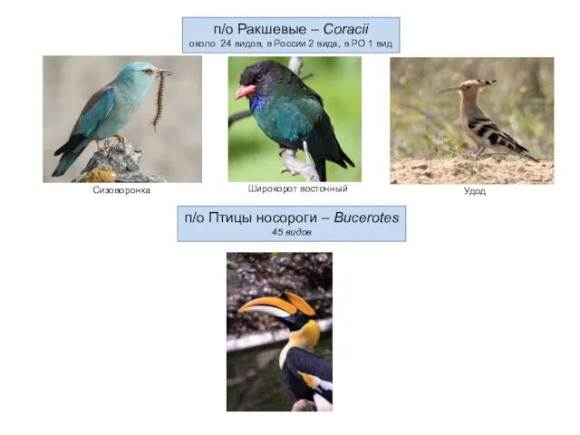 п/о Ракшевые – Coracii около 24 видов, в России 2