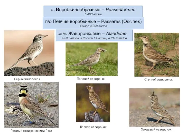 о. Воробьинообразные – Passeriformes 5 400 видов сем. Жаворонковые –