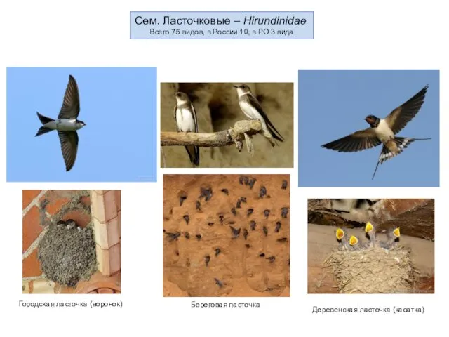 Сем. Ласточковые – Hirundinidae Всего 75 видов, в России 10,