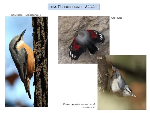 сем. Поползневые - Sittidae Обыкновенный поползень Стенолаз Рыжегрудый или канадский поползень